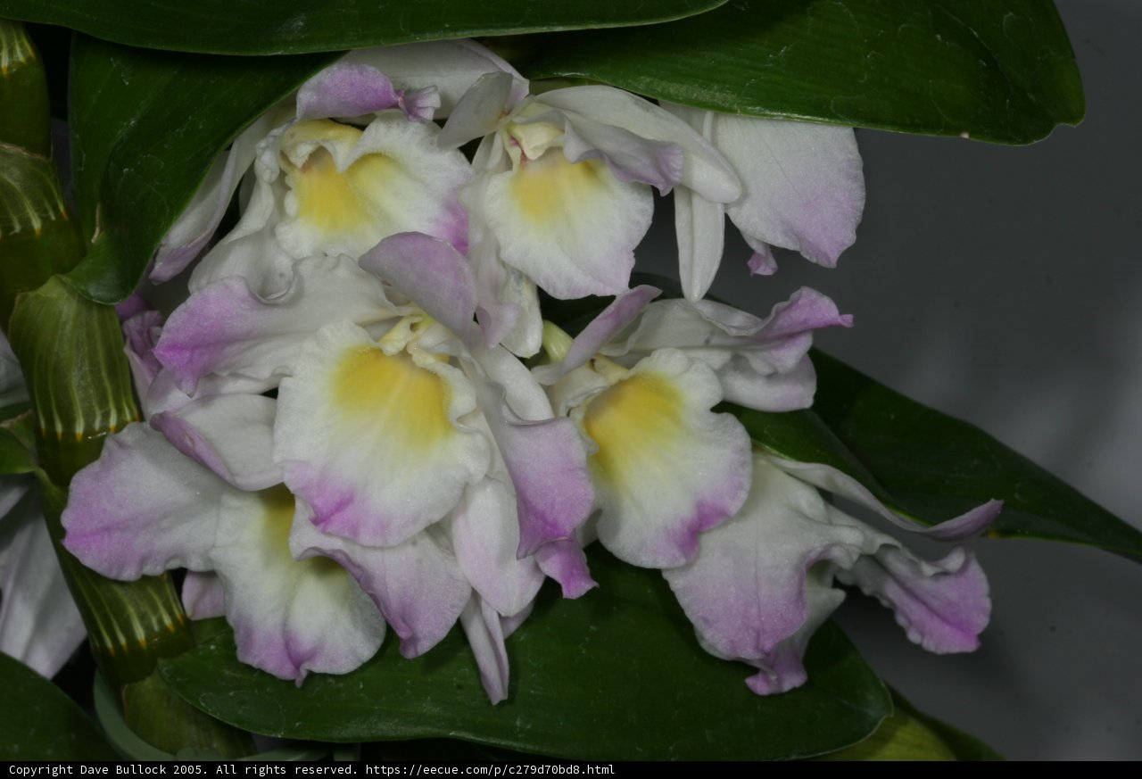 Shades of White and Purple amidst the Foliage