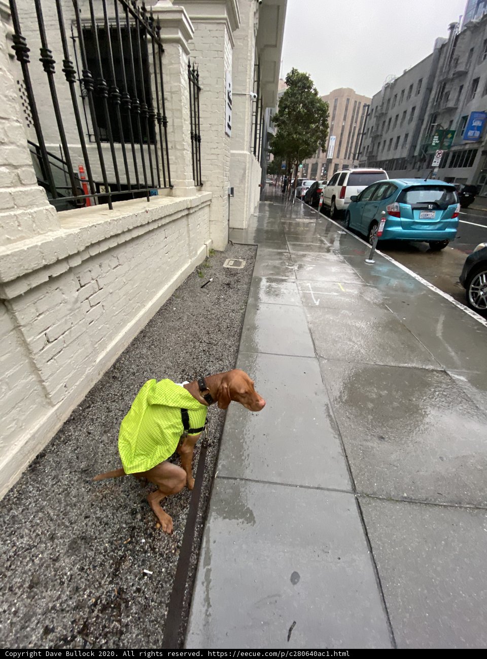 Urban Dog on Duty