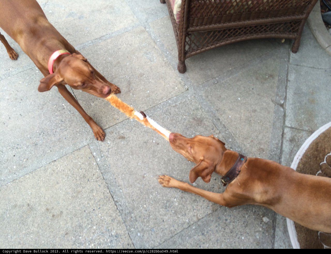 Playtime with Pups