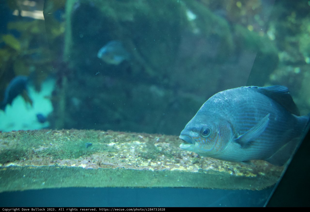 Underwater Elegance at Monterey Bay Aquarium