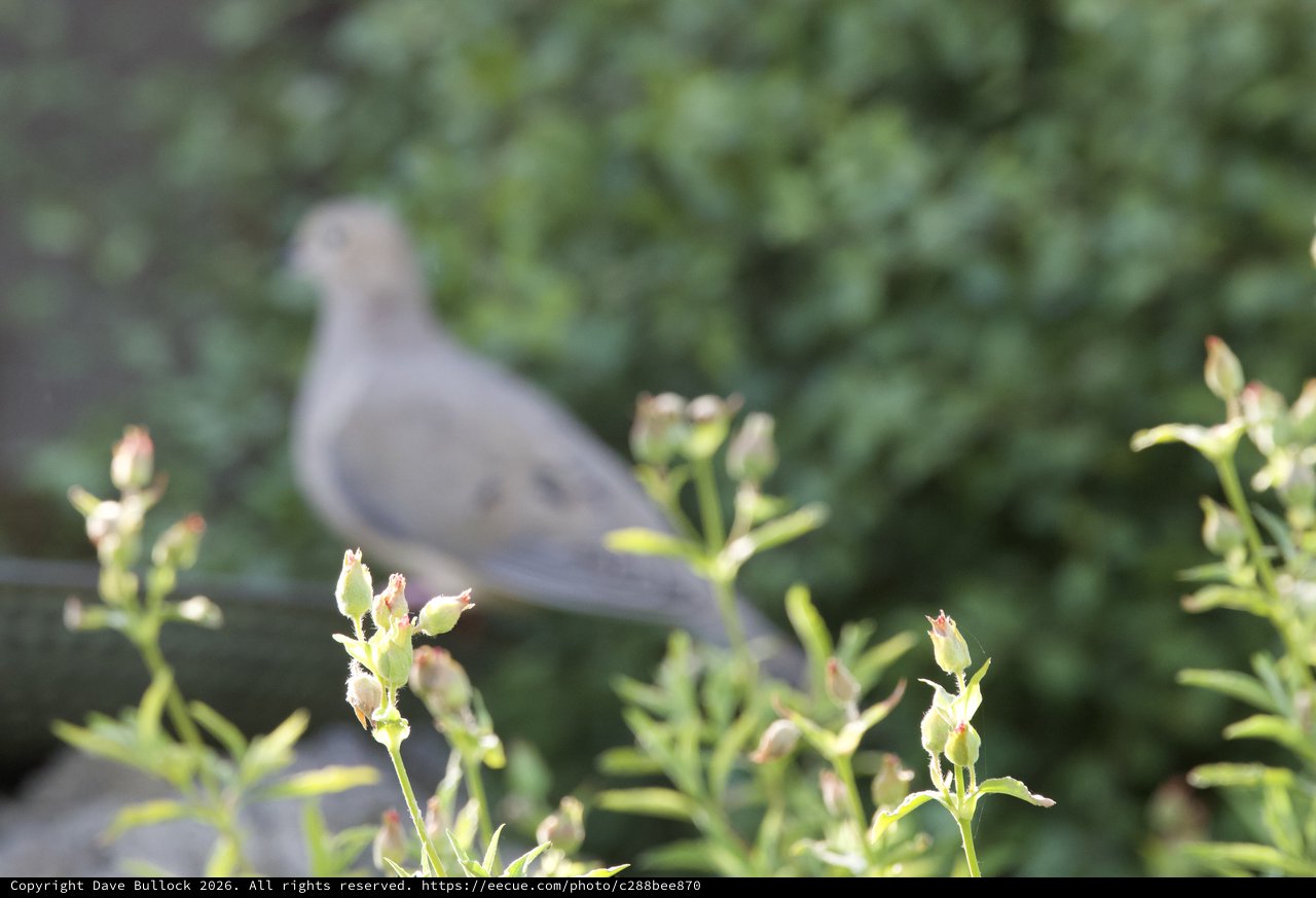 Bird Perched Behind Emerging Spring Buds