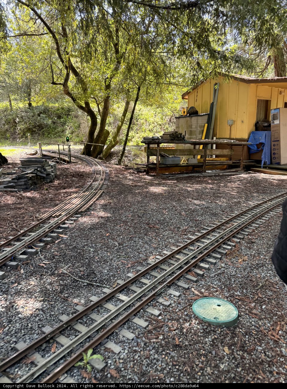 Whimsical Tracks in the Woods