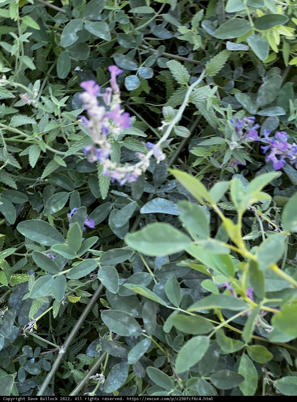 Purple Blossoms of Tesuque