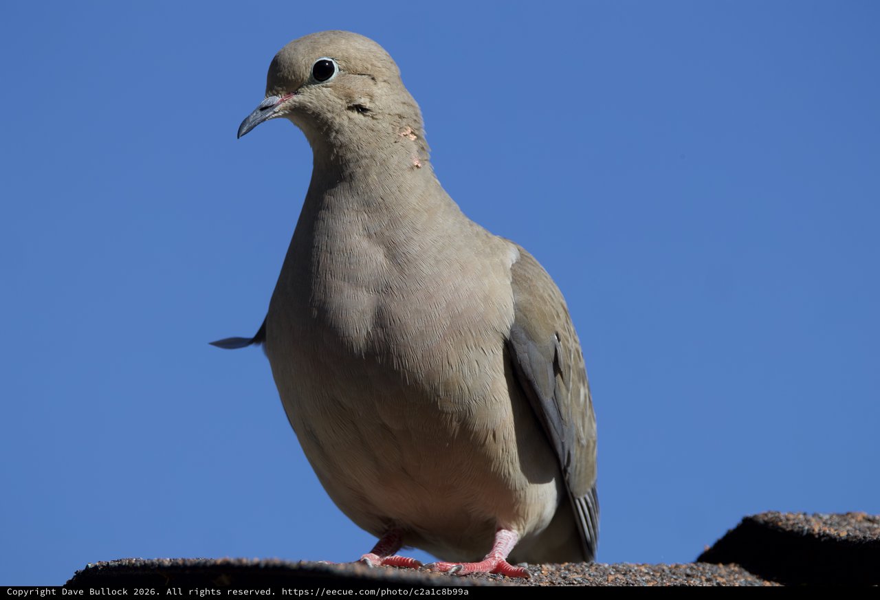 Mourning Dove Portrait Against Clear Blue Sky