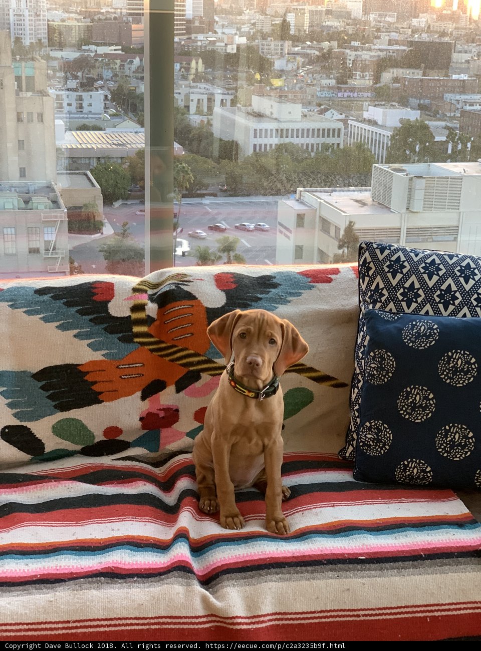 Cozy Canine on Comfy Couch