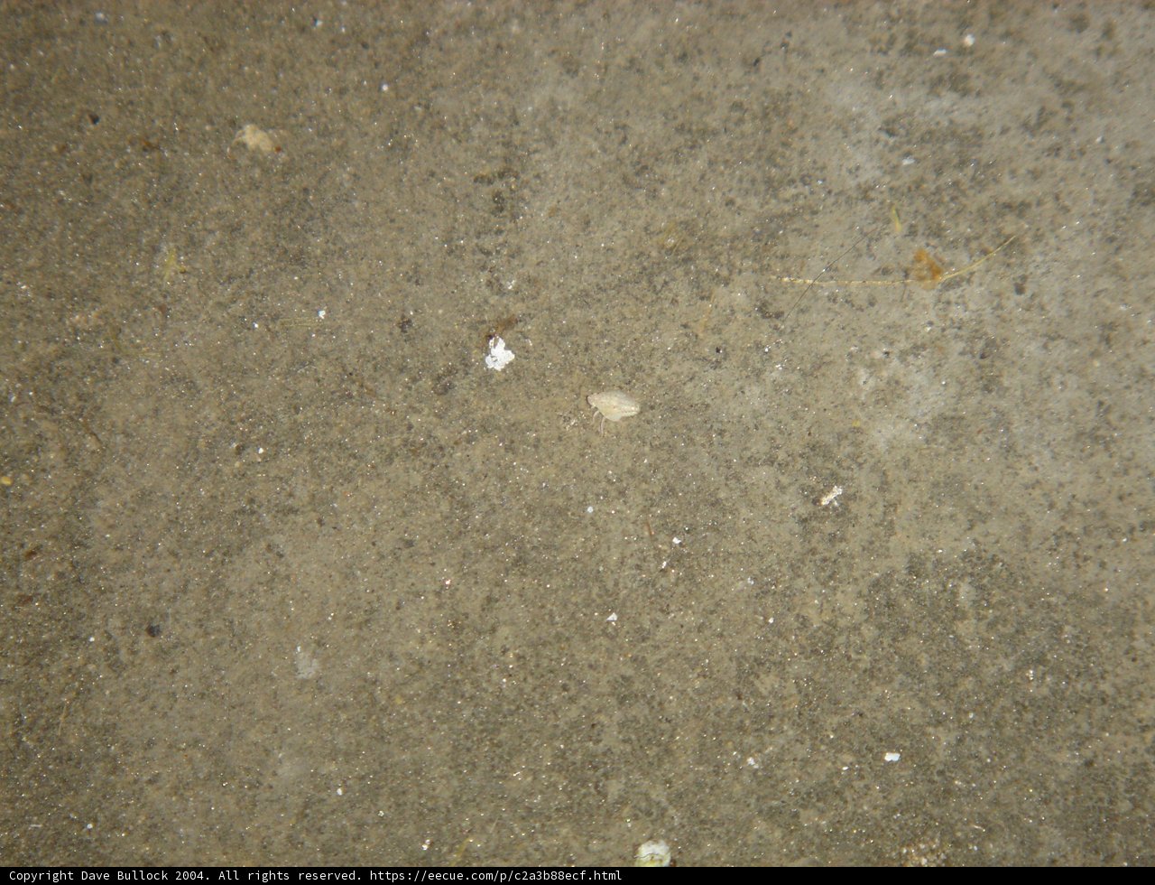 Nature's Impact on Concrete Flooring