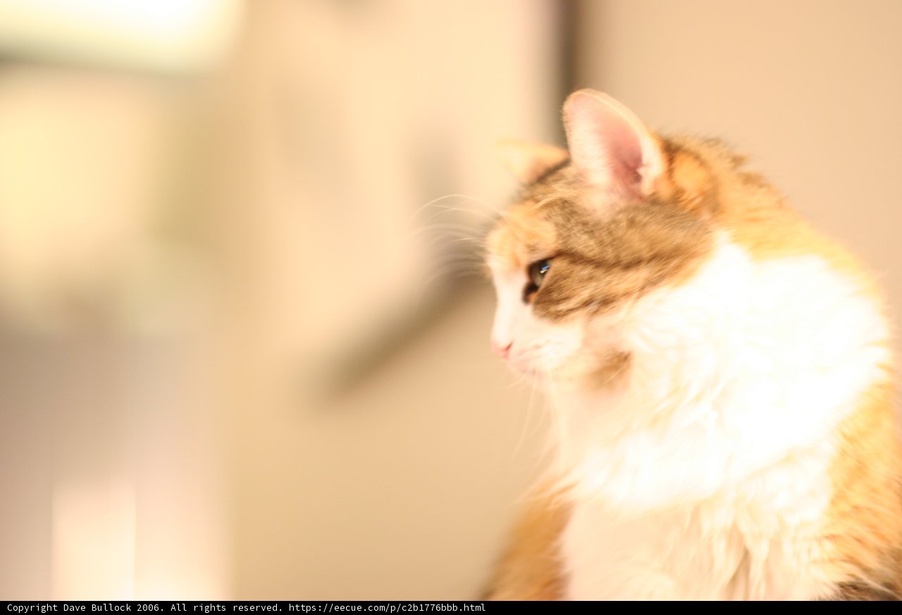 Pensive Purr-fection