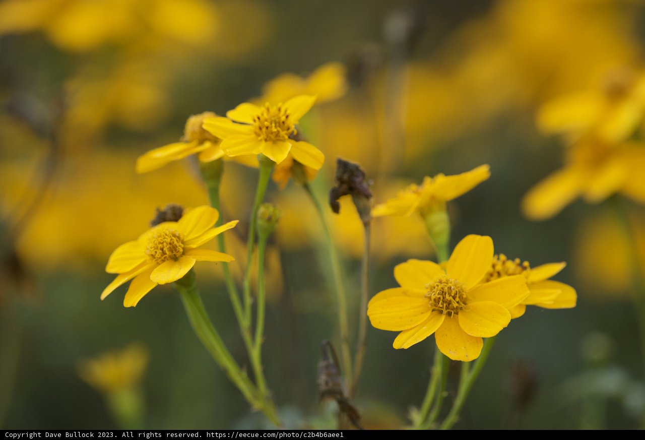 The Floral Symphony of Mother Nature