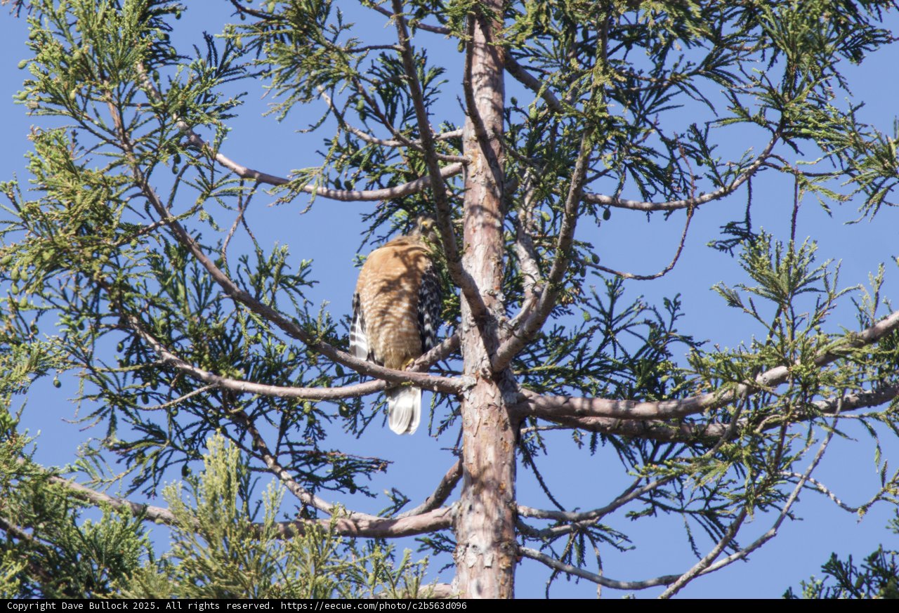 Perched Majesty