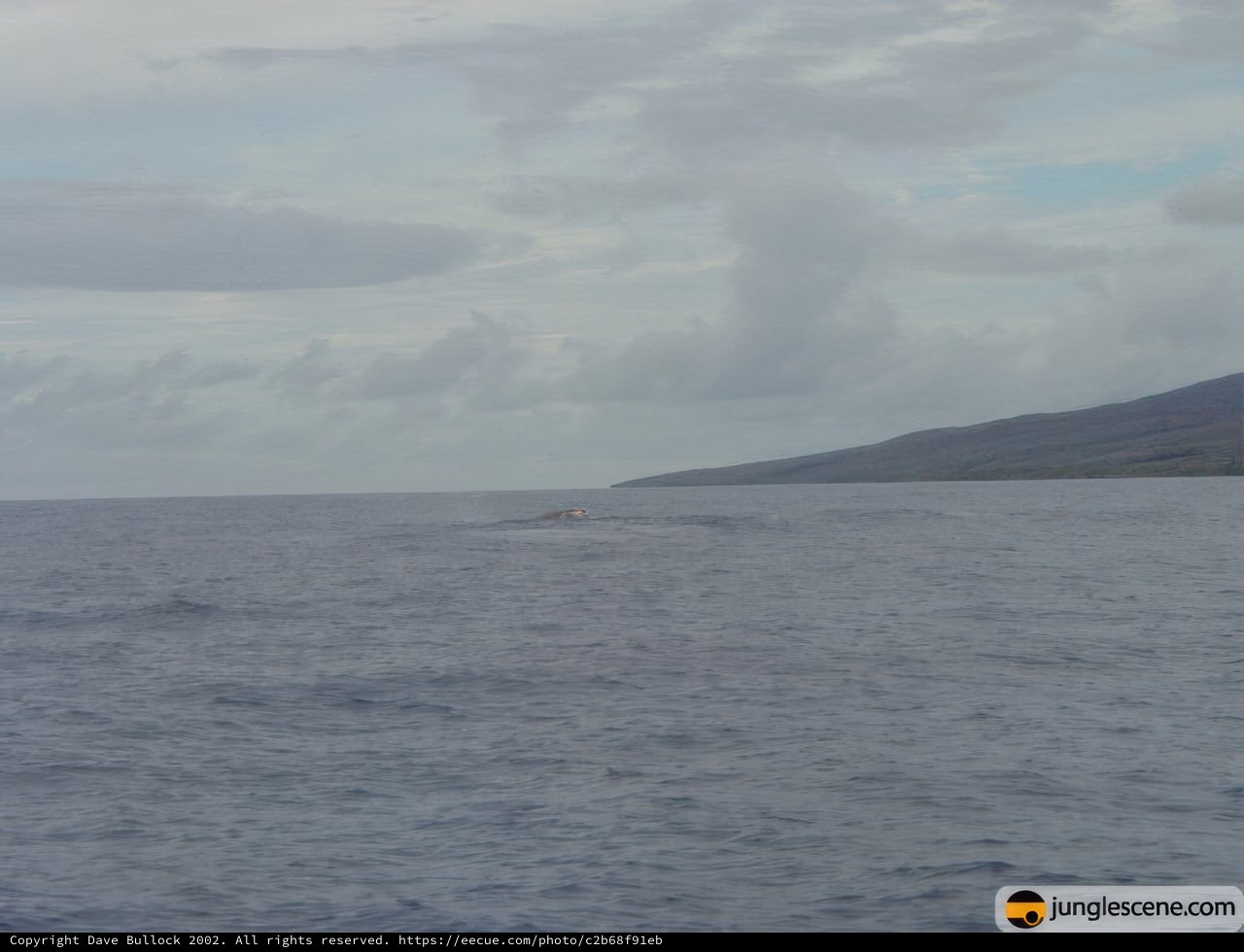 Whale in the Ocean with Mountain View