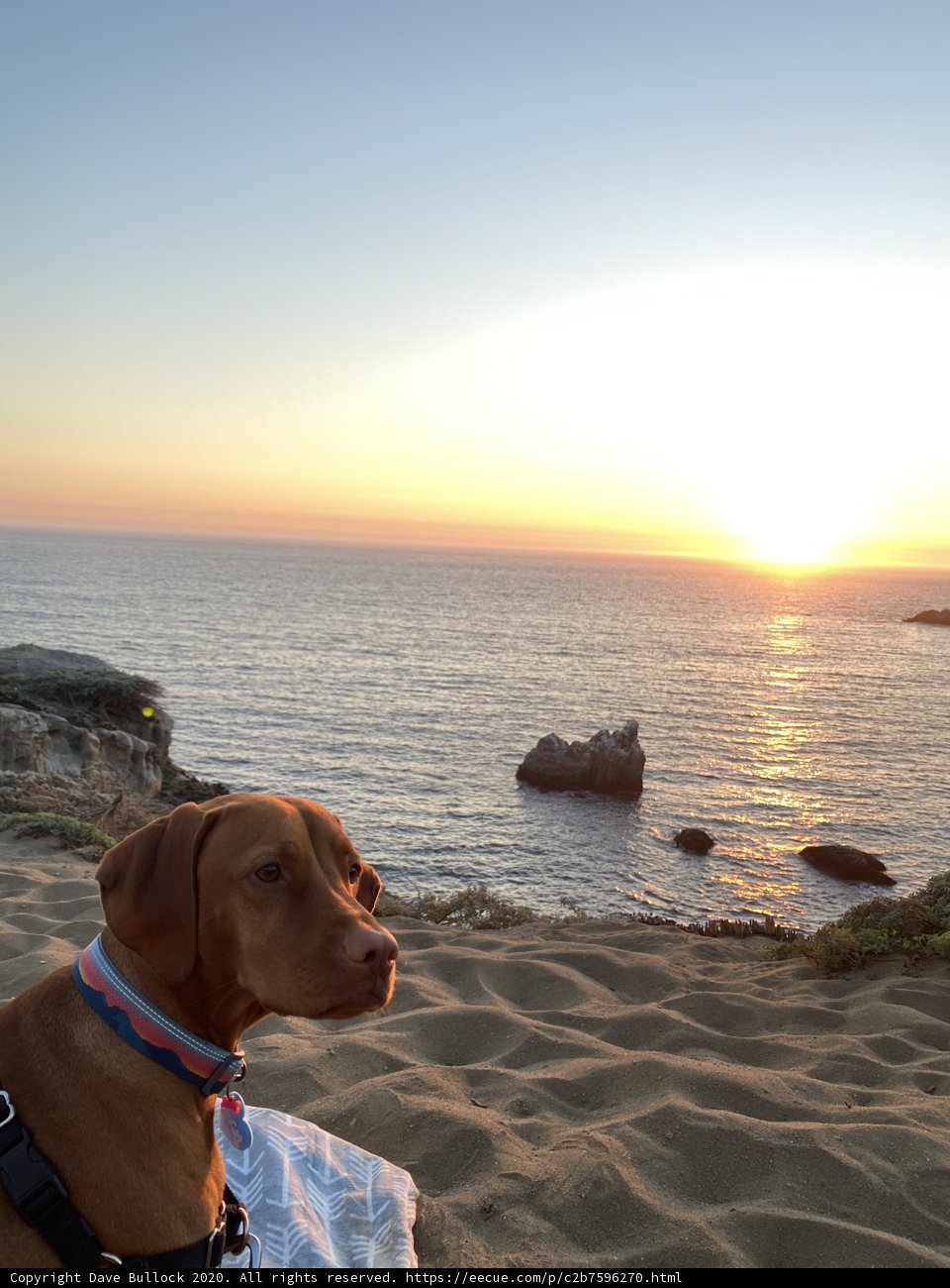 Beach Pup at Sunset