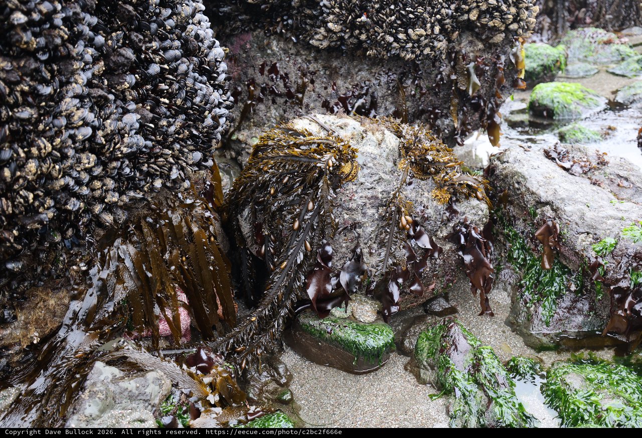 Thriving Tidal Zone: Mussels, Kelp, and Rocky Shores