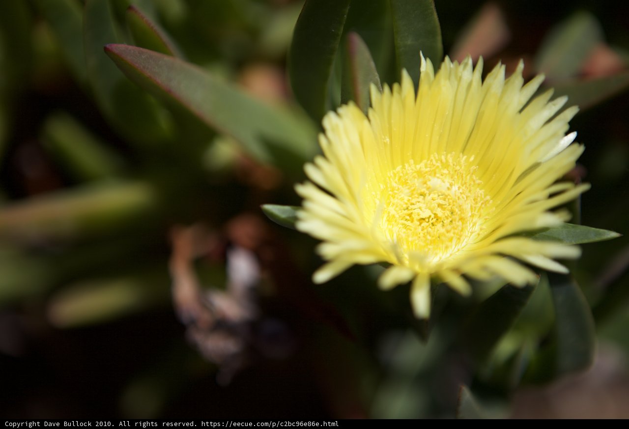 Vibrant Yellow Flower in Green Surroundings