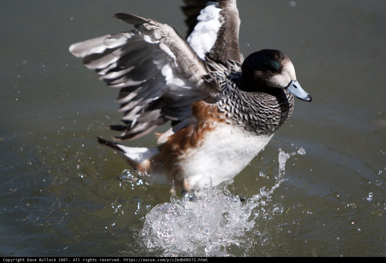 Splashing Duck