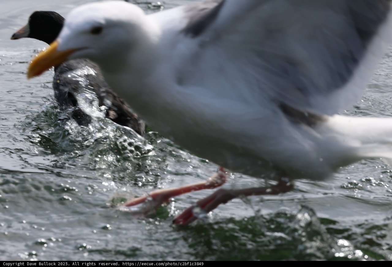 Coastal Dance