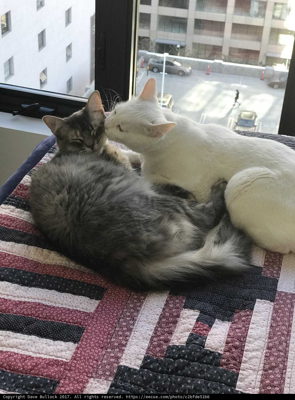Feline Friends Taking a Cat Nap