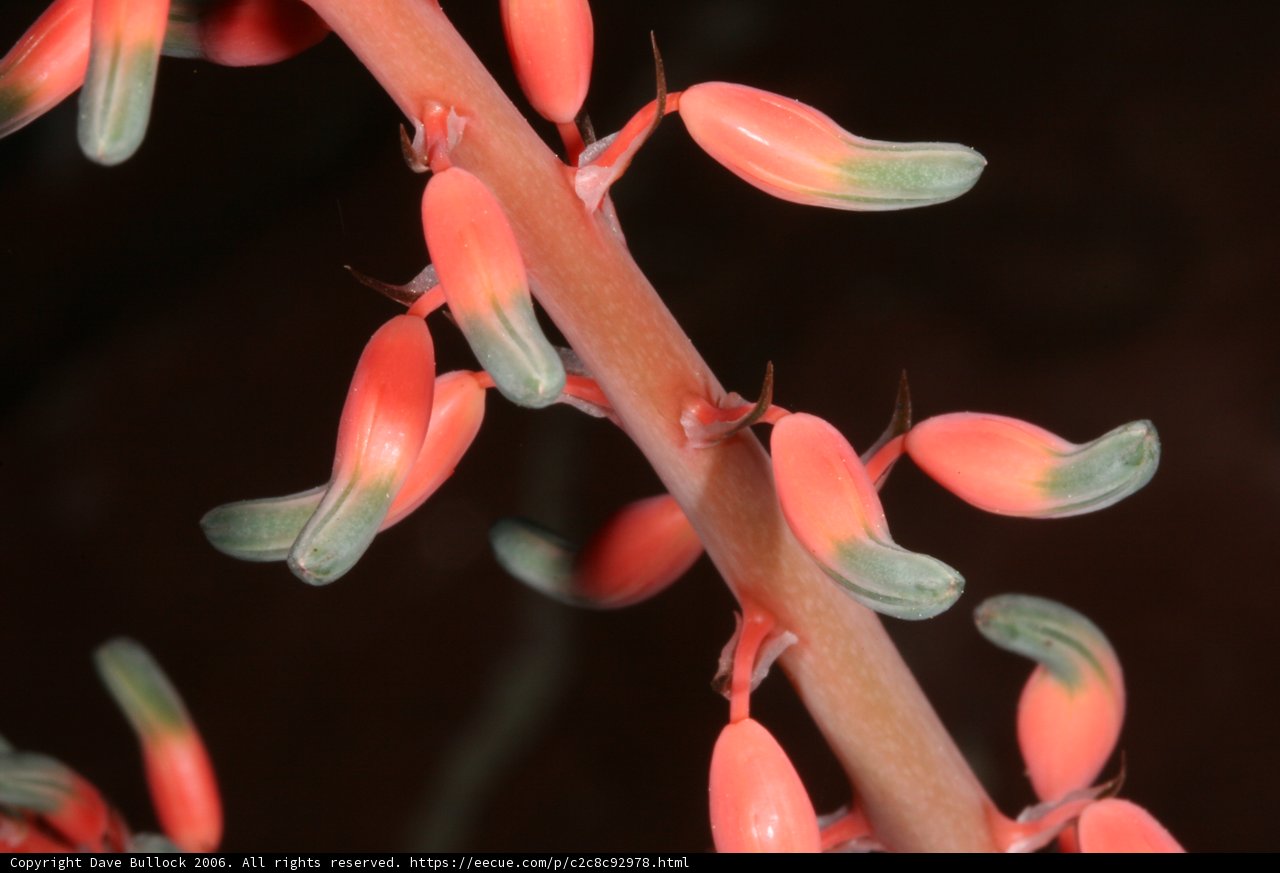 Pink Acanthaceae Plant in Bloom