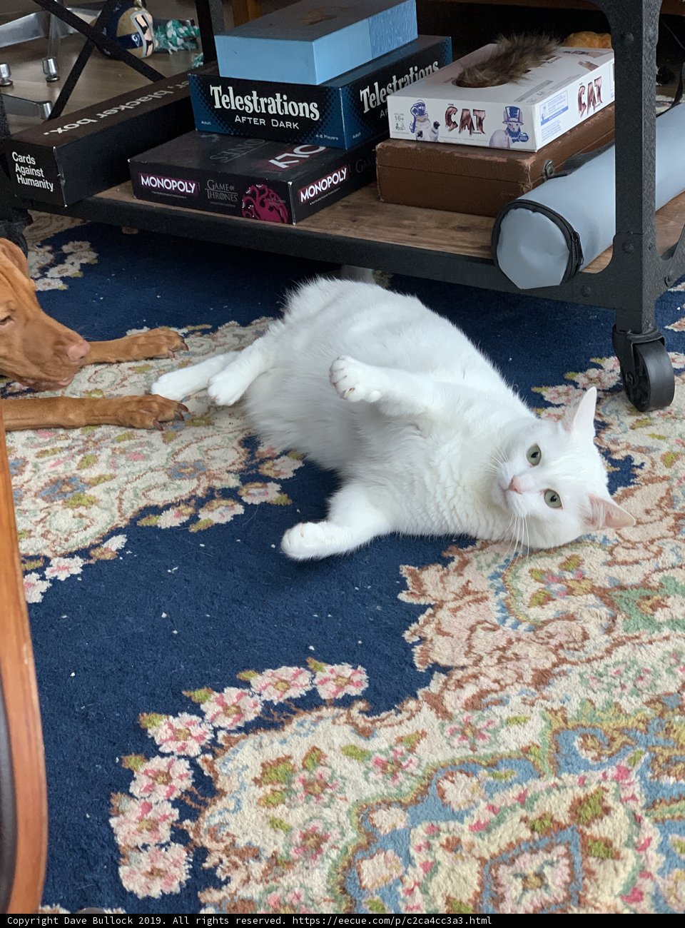 Furry Friends Relaxing on a Cozy Rug