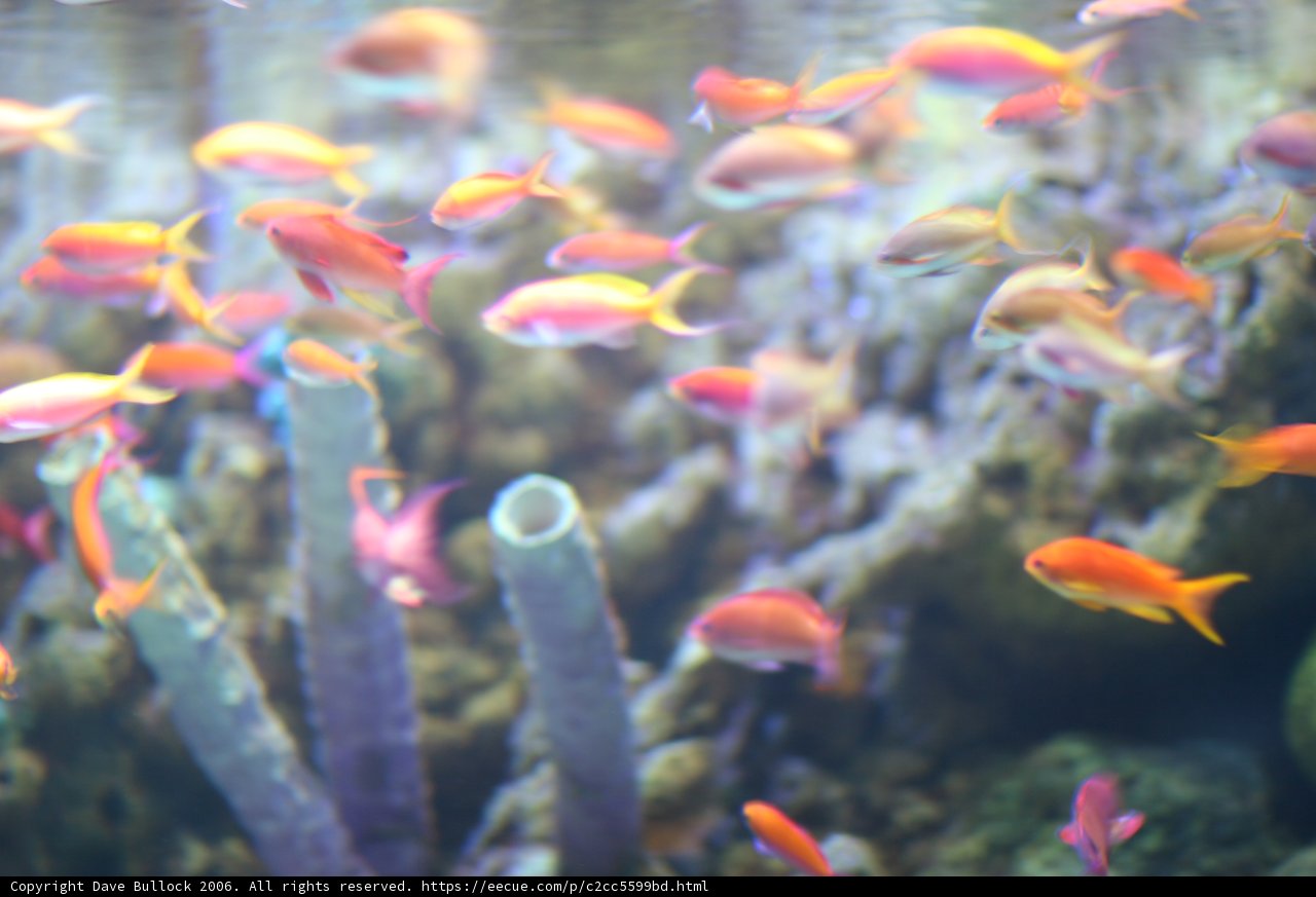 Colorful Fish in Aquarium