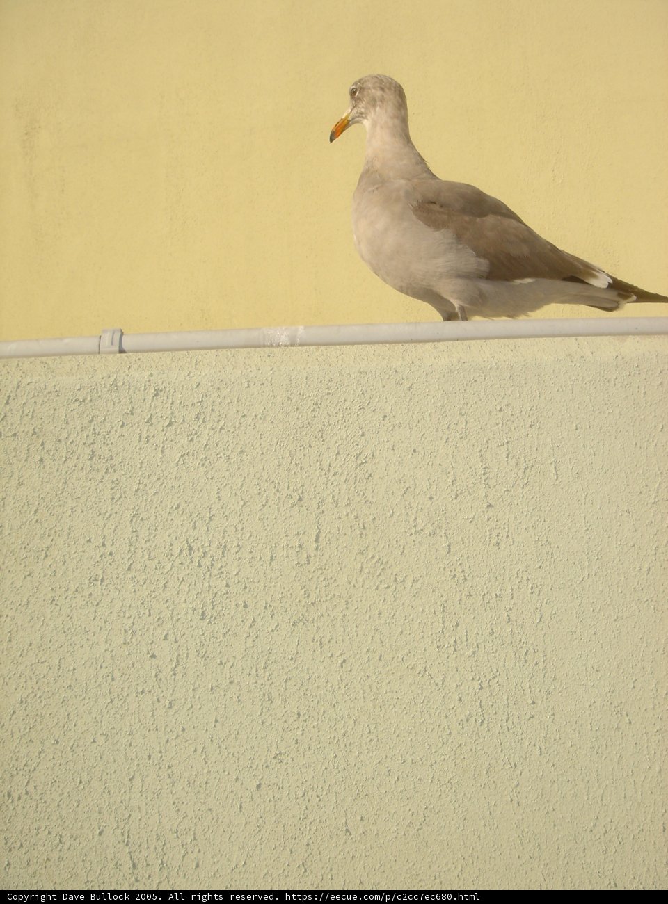 Seagull on the Ledge
