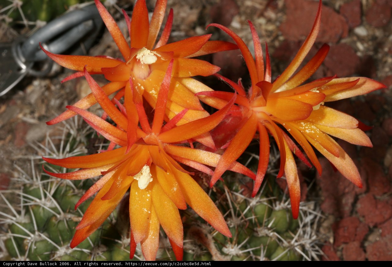 Blooming Cactus