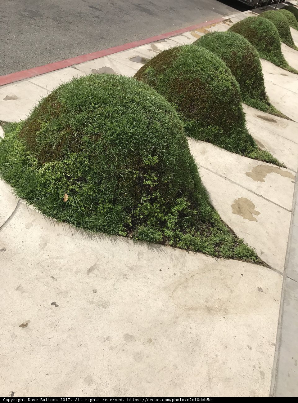 Unruly Greenery Takes Over