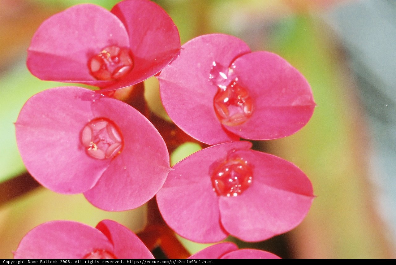 Geraniums with Dew Drops