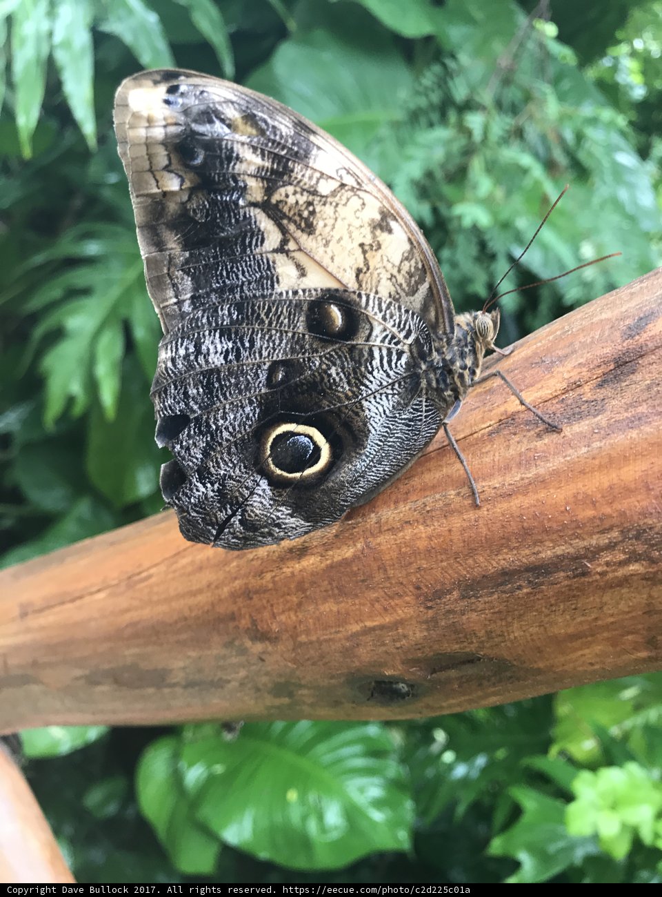 Butterfly Gazing