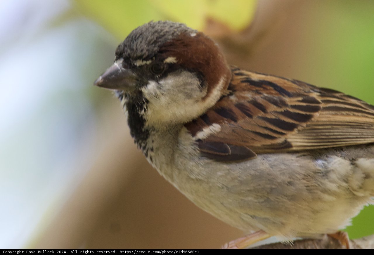 A Fleeting Glimpse: House Sparrow at Honolulu Zoo
