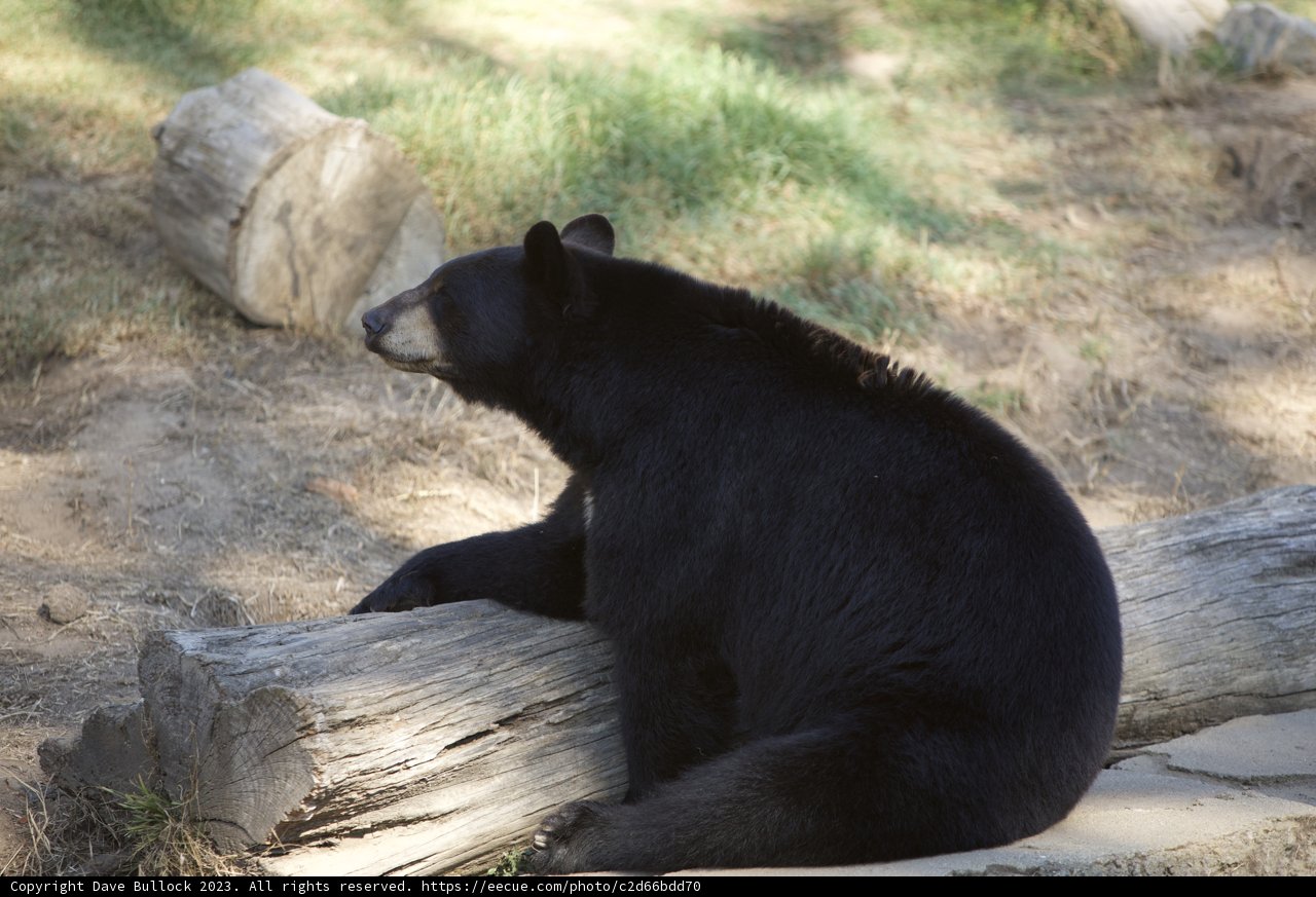 Majestic Wilderness at SF Zoo
