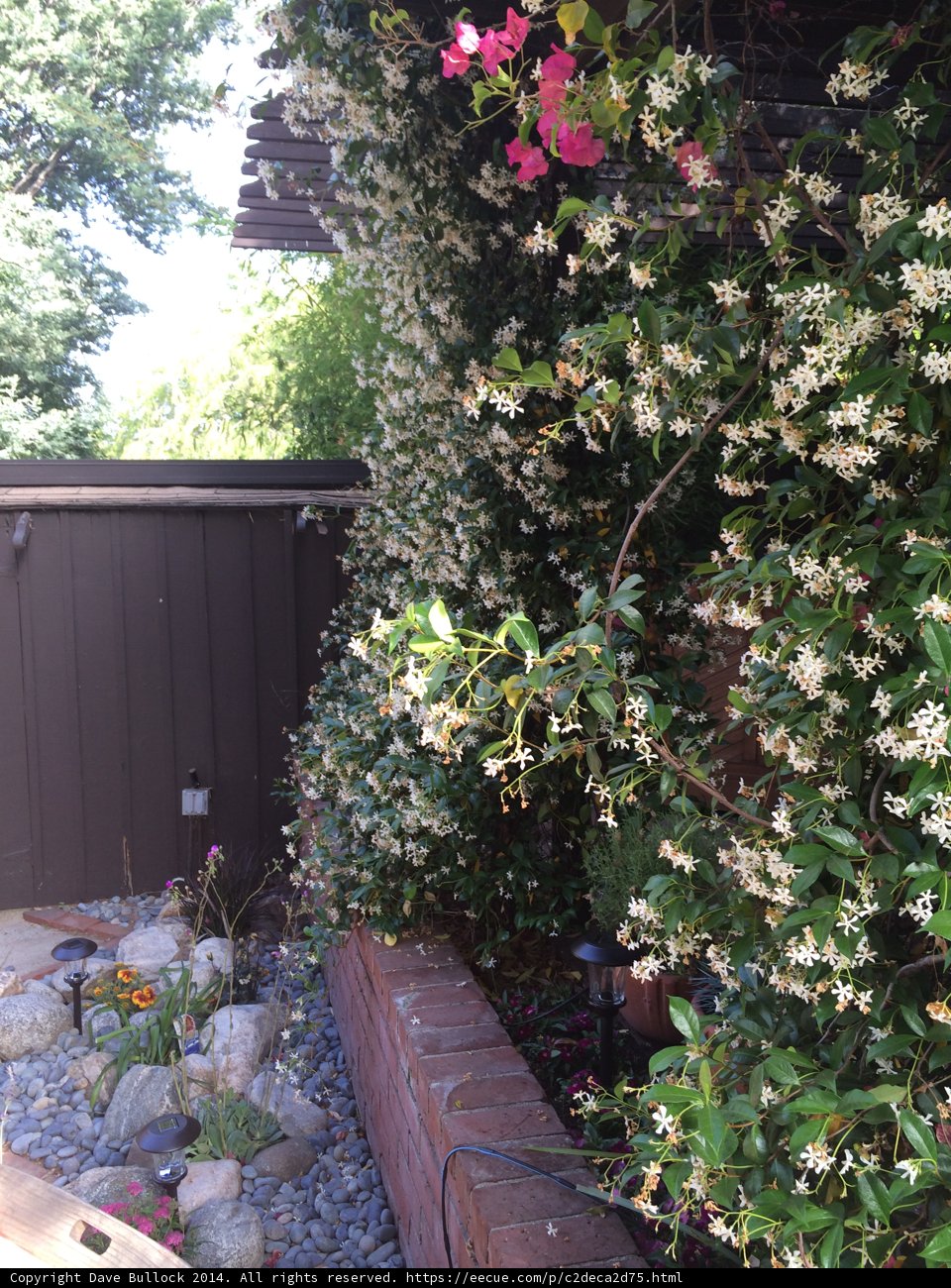 A Flowery Garden Path in Altadena