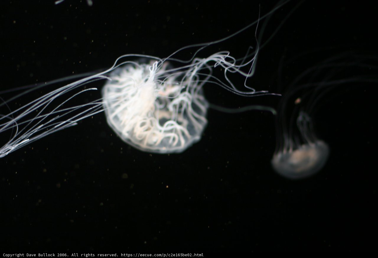 Bioluminescent Jellyfish