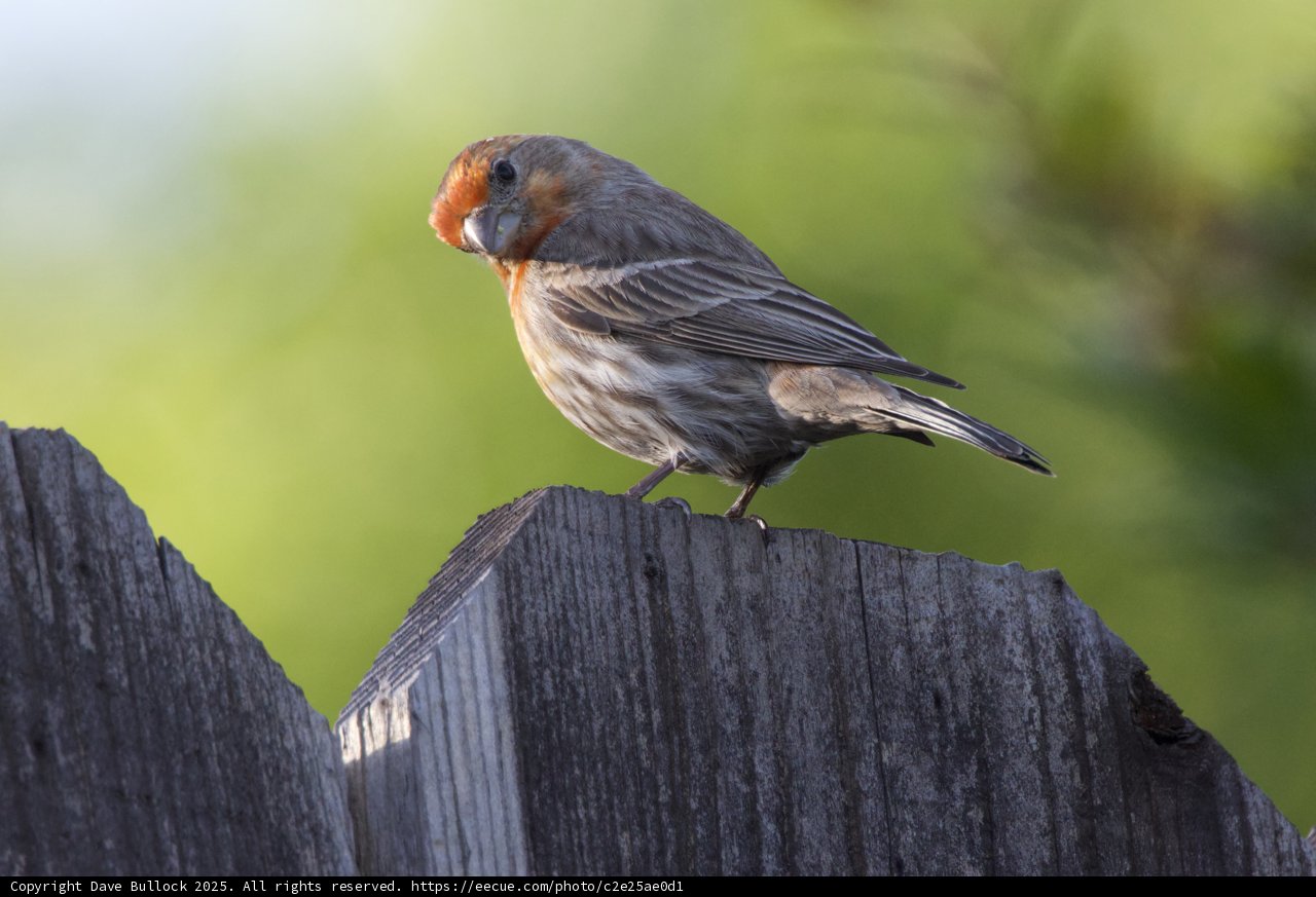 A Finch's Quiet Moment