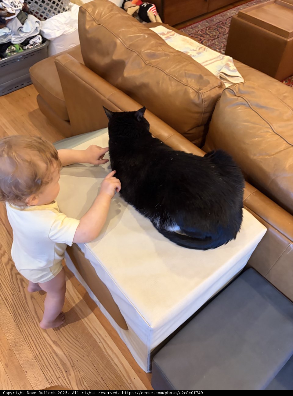 Curious Encounters: Baby Meets Feline