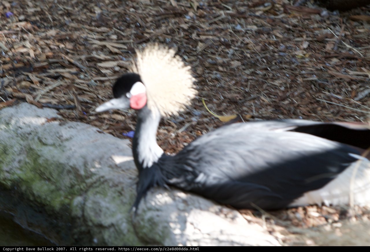 Punk Rock Crane
