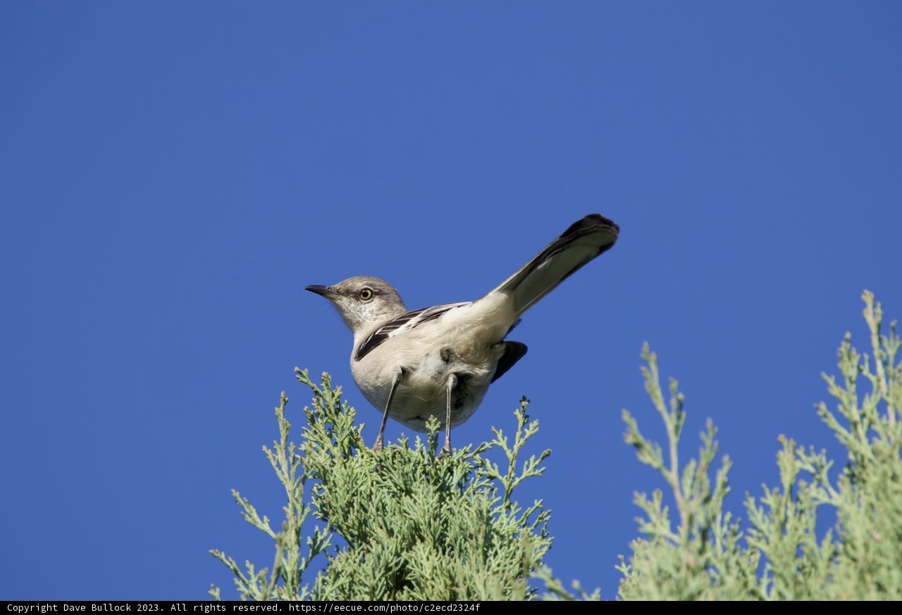 Feathered Beauty in El Sereno