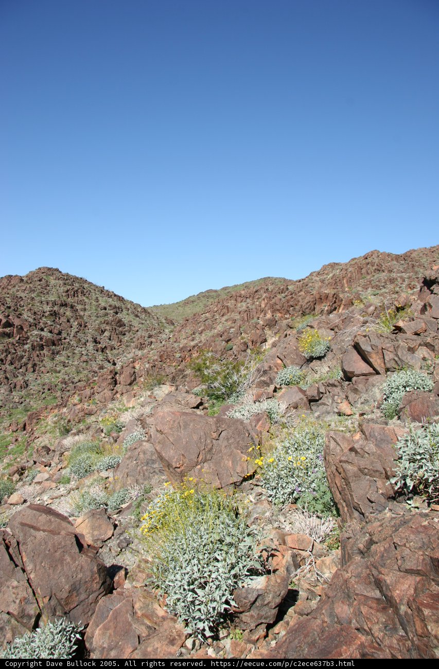 Rocky Beauty Amidst Wilderness