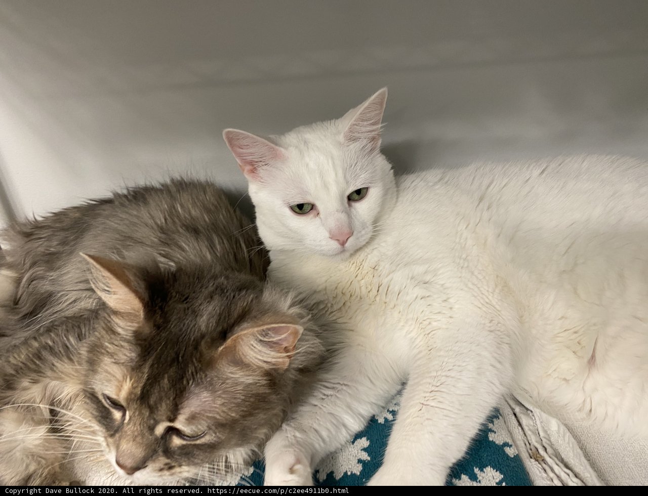 Cozy Kittens in Captivity