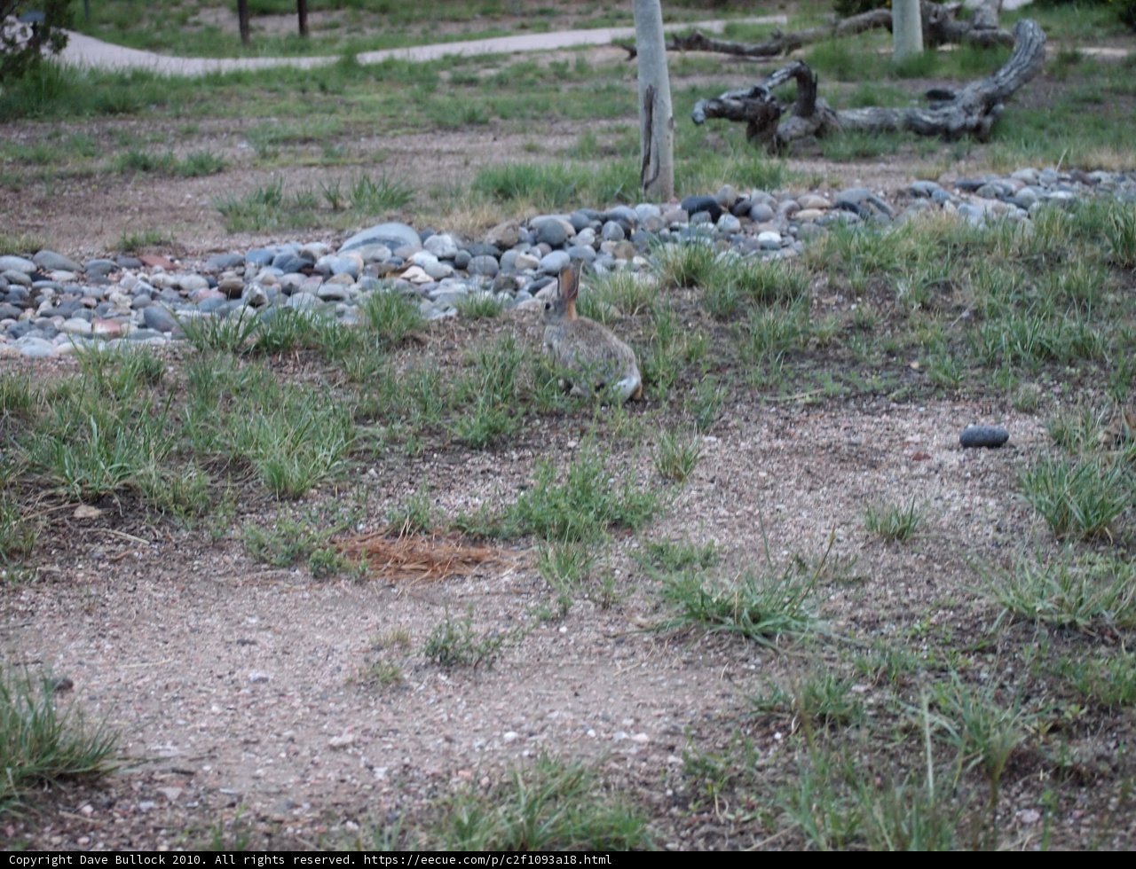 Bunny in the Wild