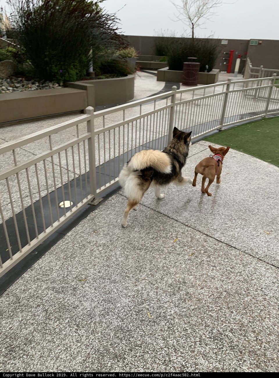 Two Canines Having Fun by the Fence