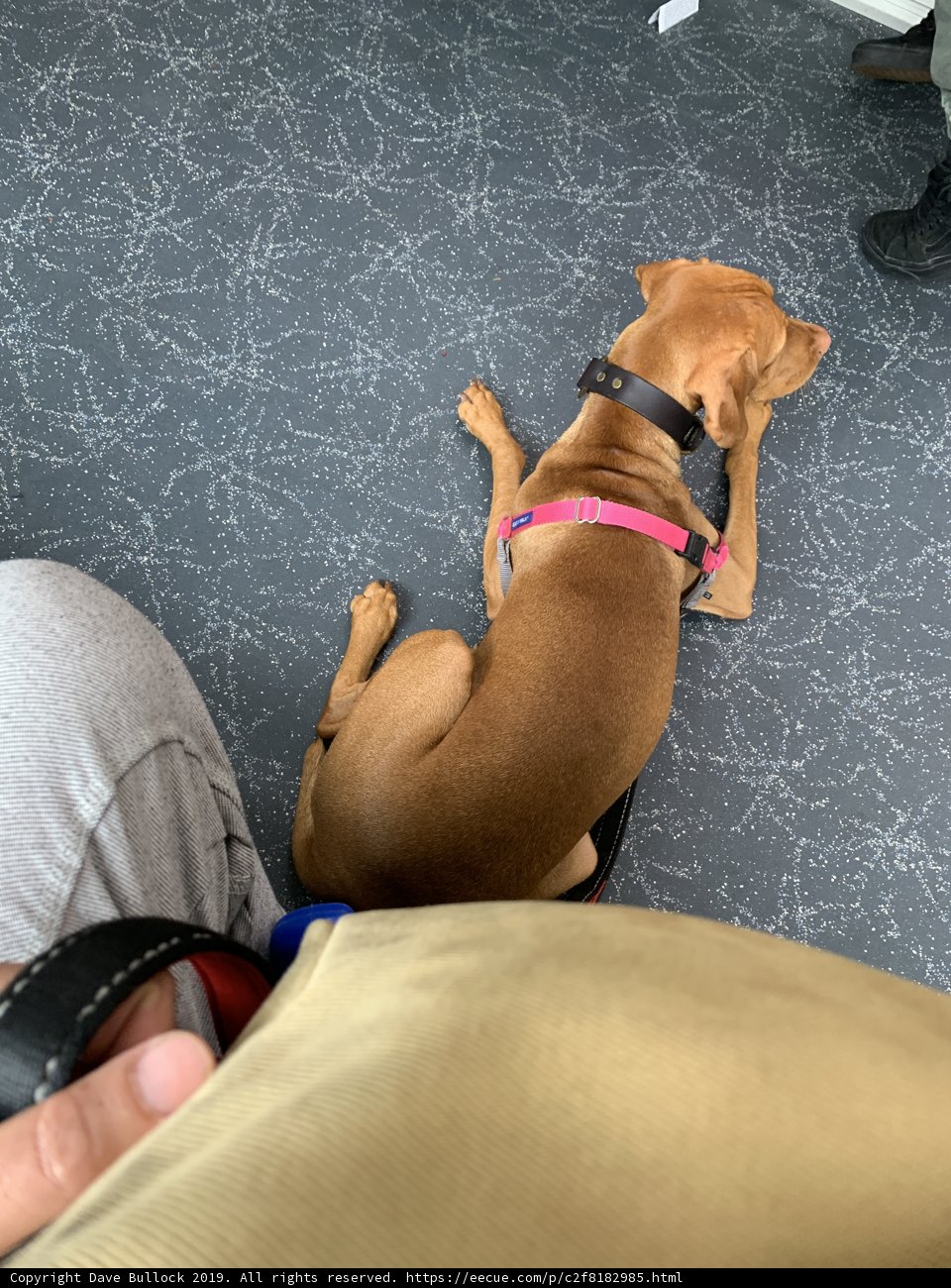 Canine Comfort