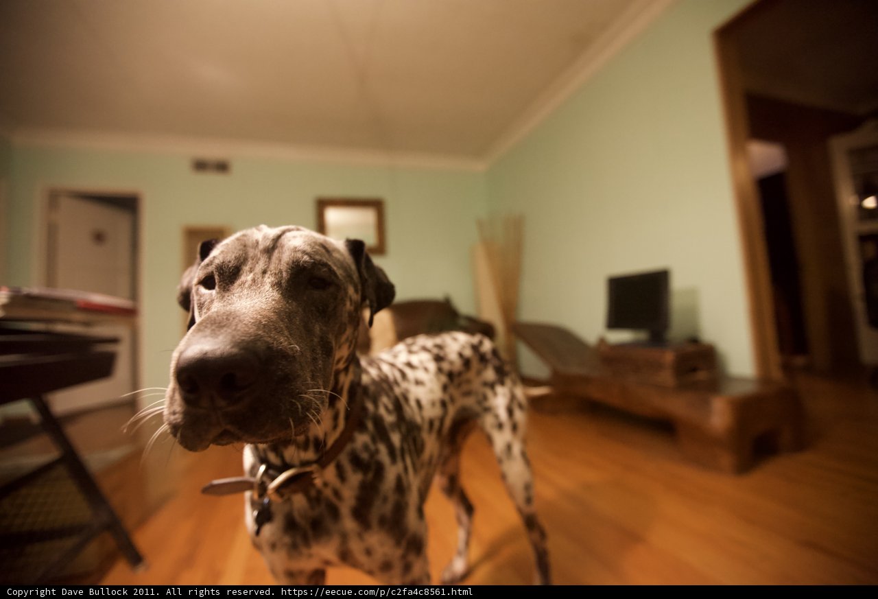 Wooden Wonder Dog