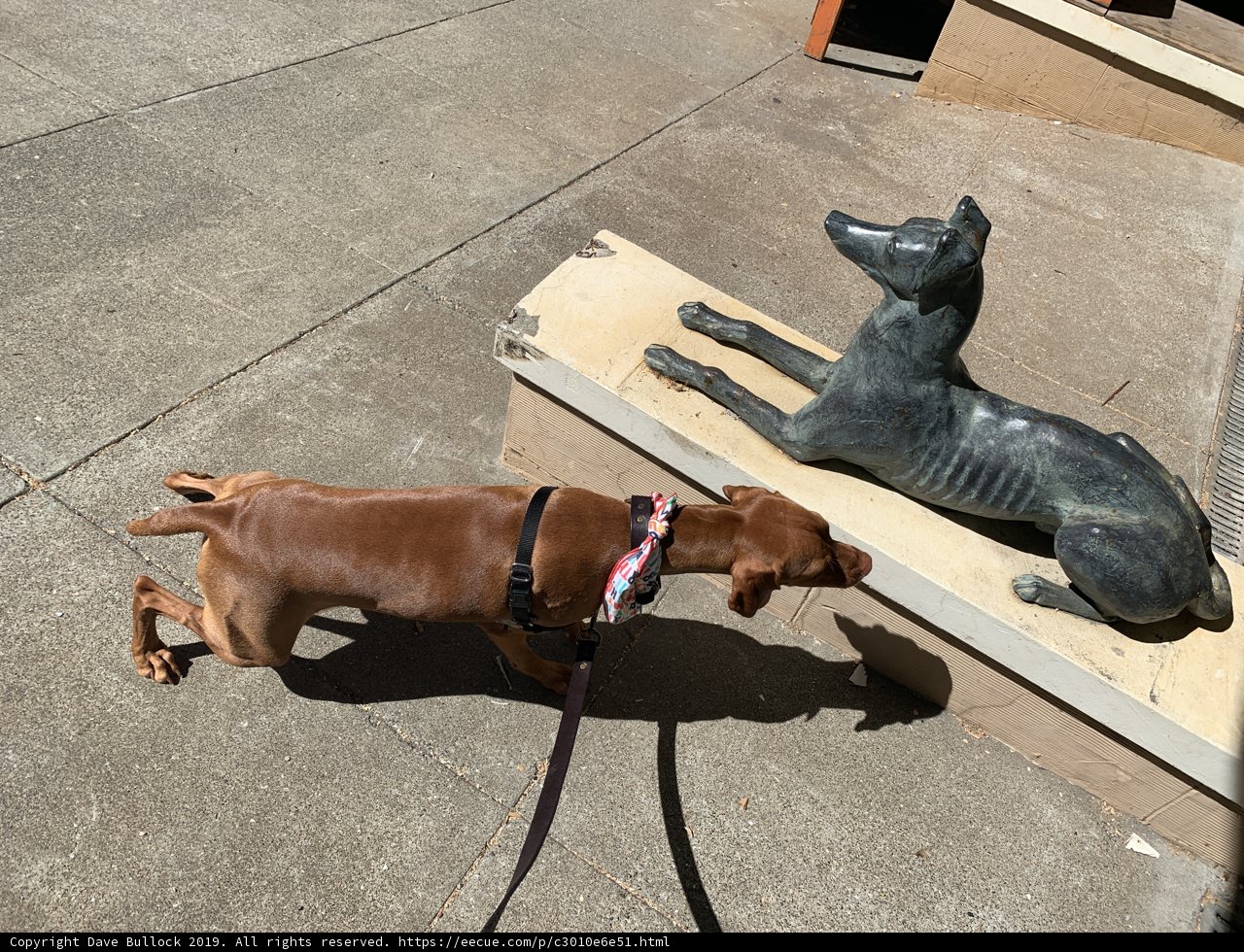 Walking the Dogs in San Francisco