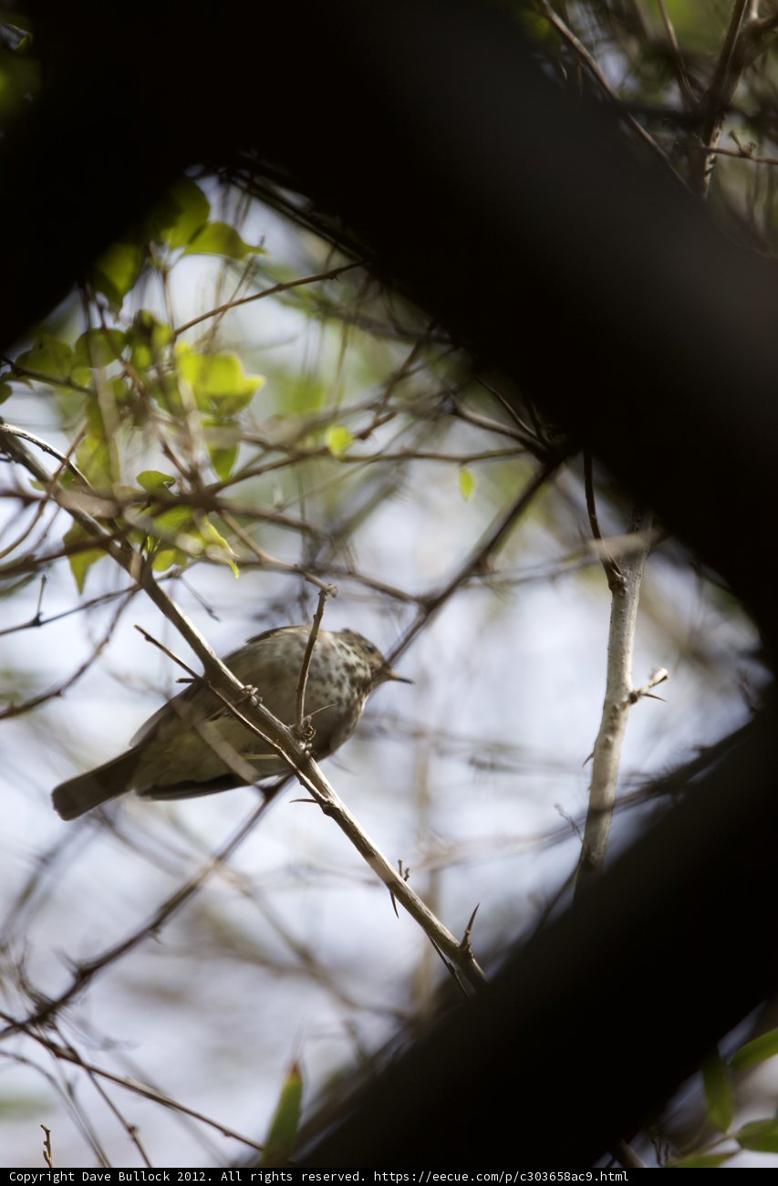 Forest Dweller