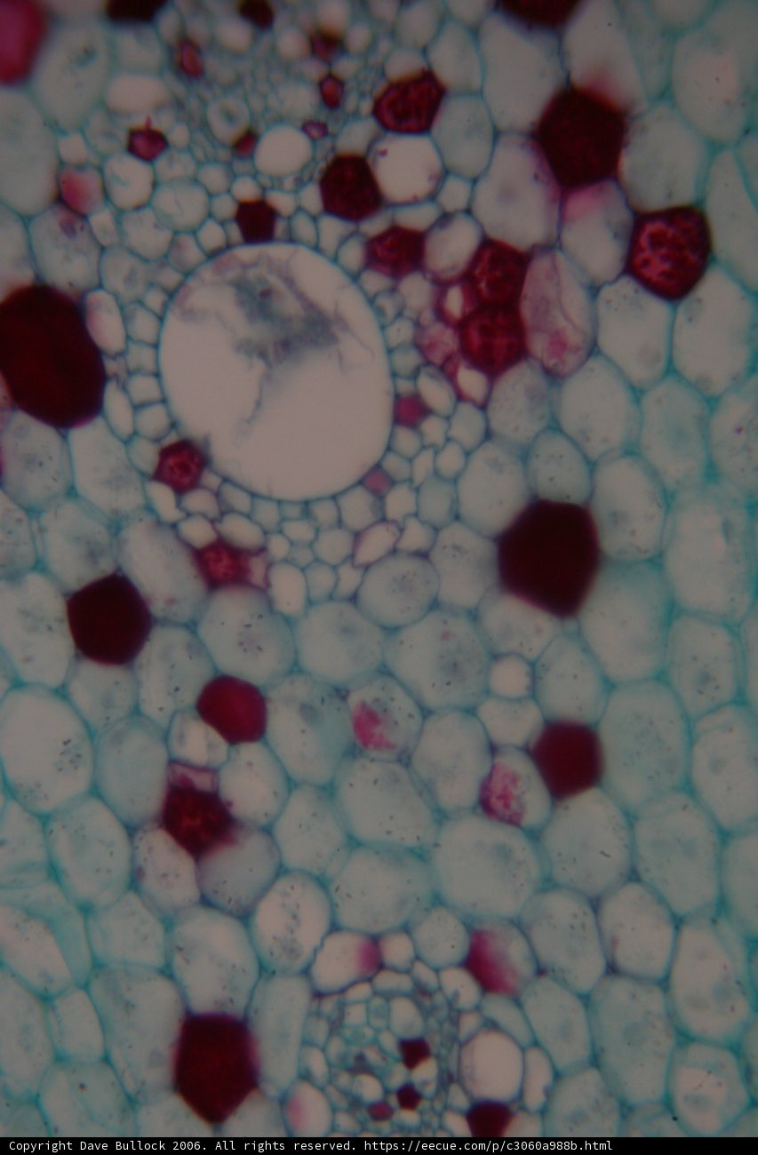 Close-up of a Plant Cell with Red and White Dots