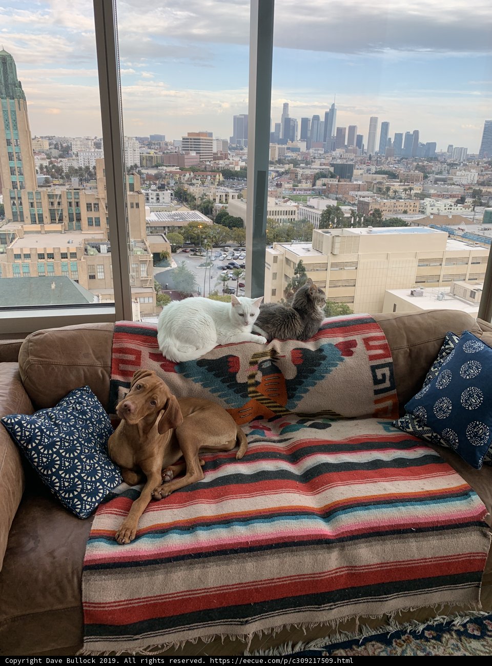 A Cozy Afternoon with Furry Friends