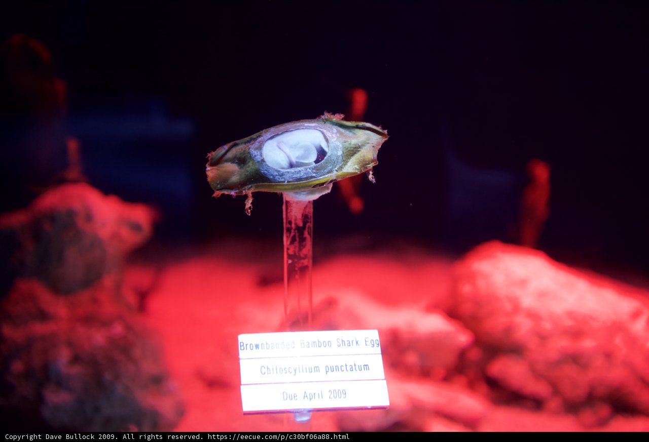 Red-Lit Shell in Aquatic Display Case