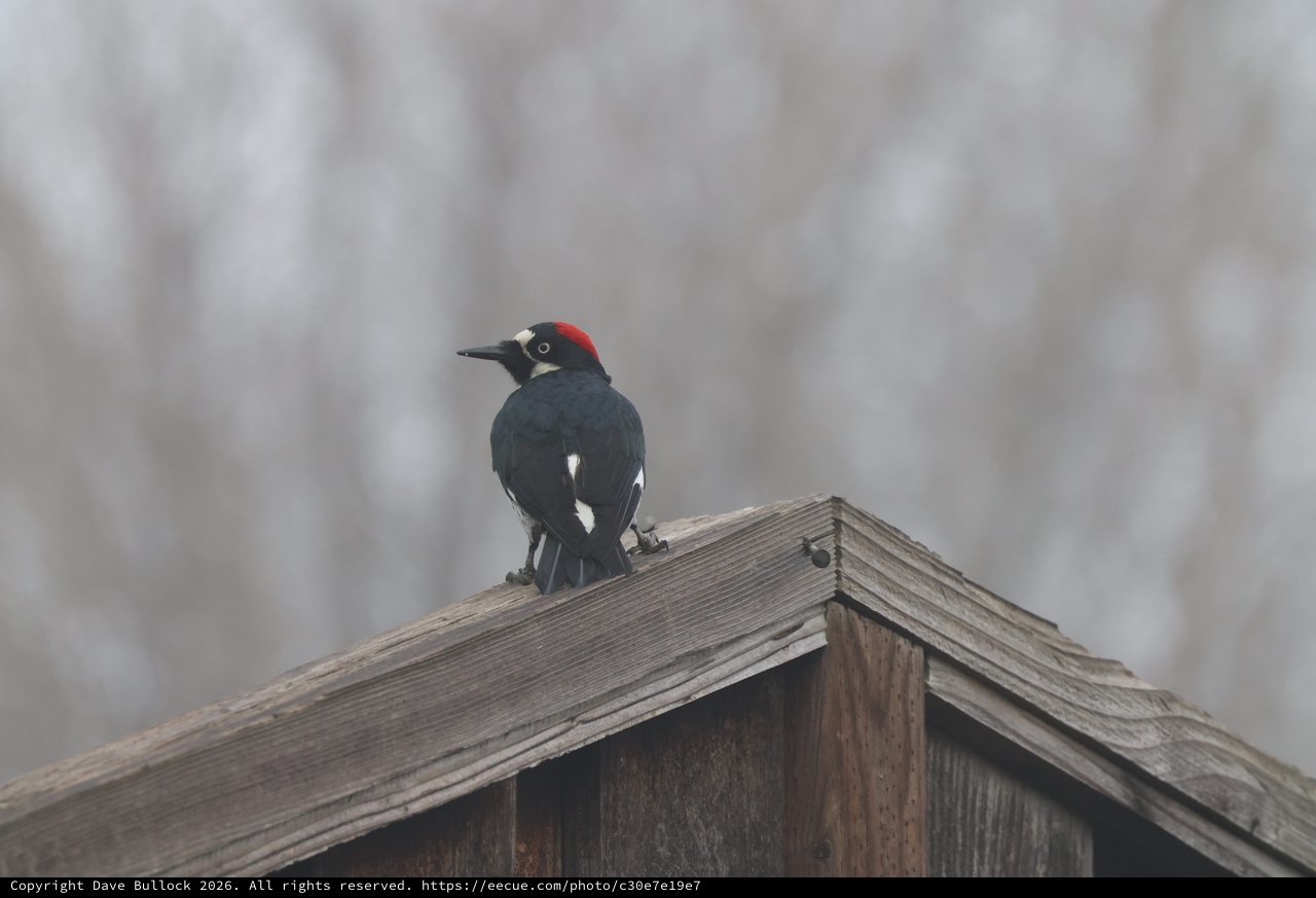 Acorn Woodpecker Perched on Weathered Birdhouse Roof