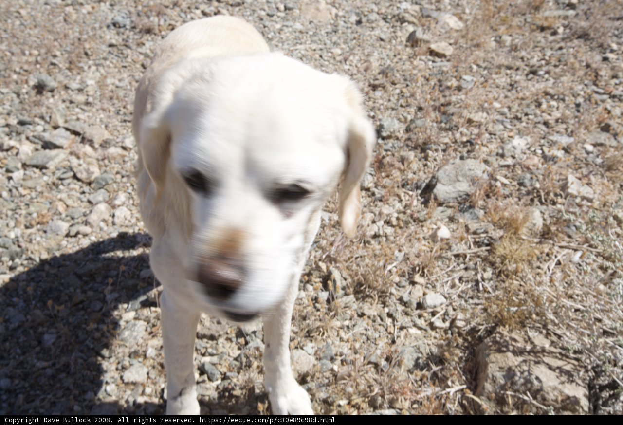 Rocky Field Companion