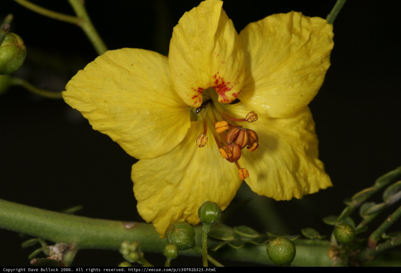 Bee on a Yellow Geranium Flower